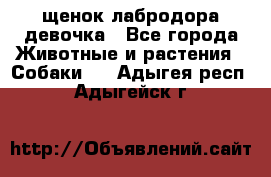 щенок лабродора девочка - Все города Животные и растения » Собаки   . Адыгея респ.,Адыгейск г.
